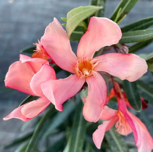 Pianta nerium oleander tito - oleander,