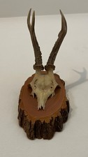 Trofeo Di Caccia Capriolo Con