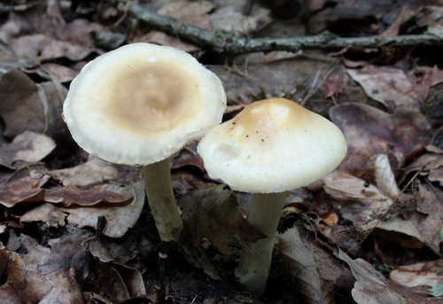 Agrocybe praecox spring - agrocybe,