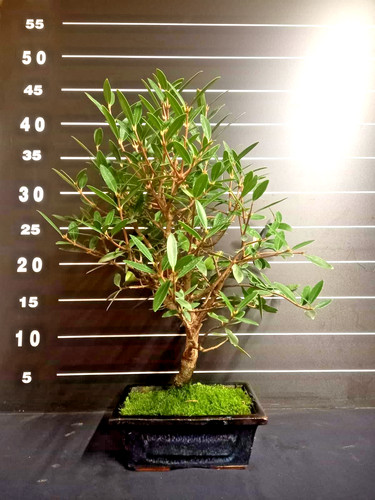 Bonsai ulivo - di,