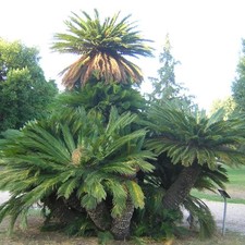 Cycas revoluta - cicas (Vaso