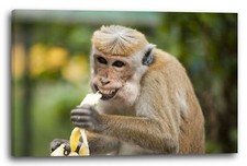 Tela/Cornice Sweet Monkey cute