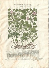 Stampa antica MATTIOLI