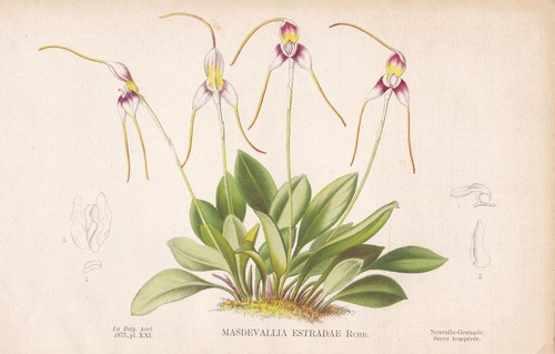 Masdevallia orchidea sud - masdevallia,