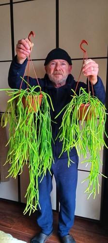 Rhipsalis micrantha - rhipsalis,