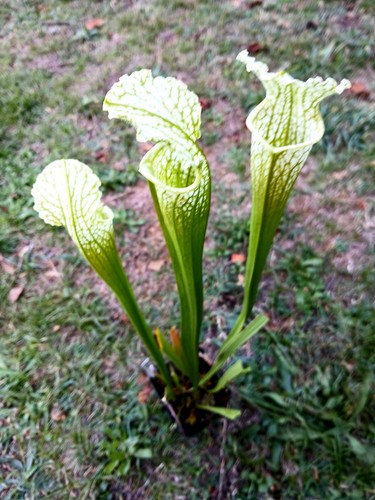 Rare sarracenia leucophylla - sarracenia,,