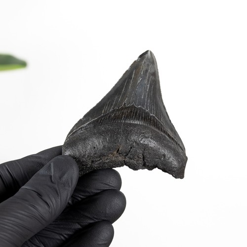 Inch megalodon shark tooth - megalodon,
