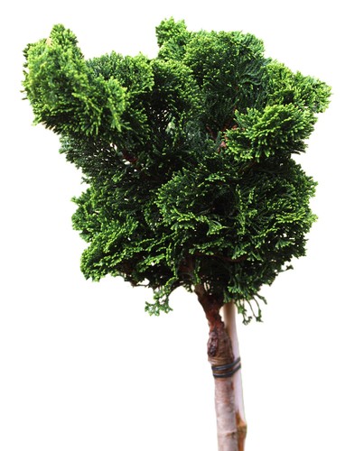 Chamaecyparis obtusa nana - chamaecyparis,