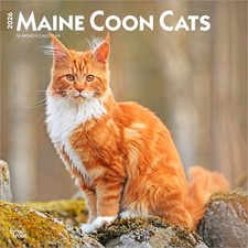 Maine Coon Gatti | Calendario
