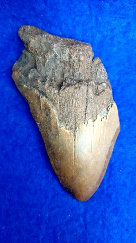 Dente megalodonte - megalodonte,