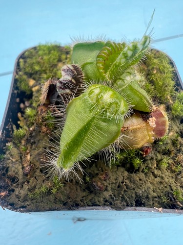 Cephalotus follicularis - cephalotus,