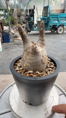 Pachypodium rosulatum var