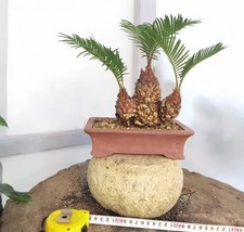 Cycas revoluta Thunb Giappone