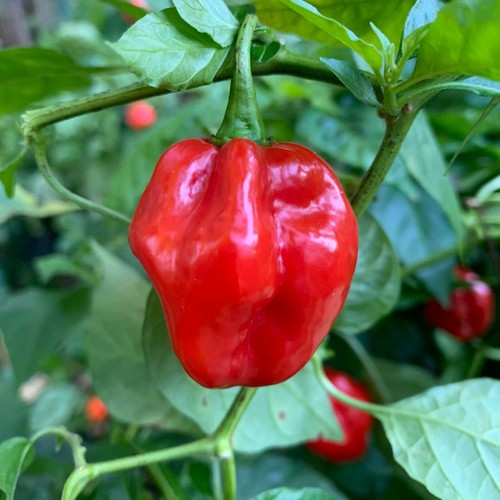 Peperoncino rosso habanero - peperoncino,