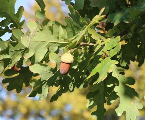 Quercus robur subsp
