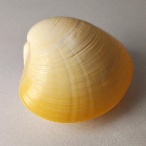 Guscio vongole concentrico - guscio,