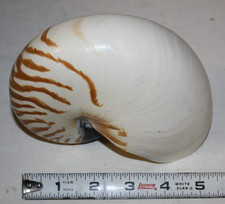 Conchiglia naturale Nautilus