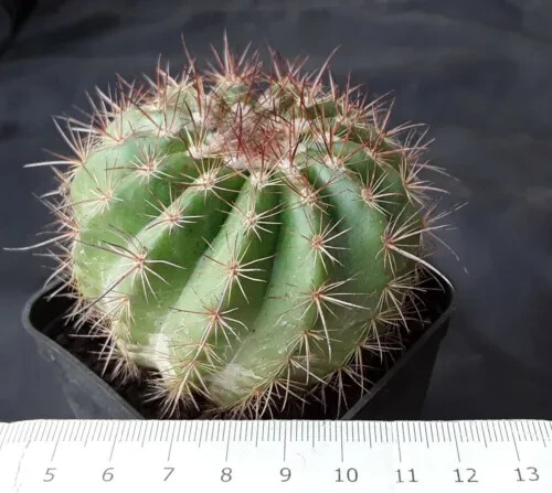 Notocactus parodia horstii big - horstii,