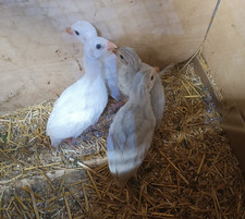 uova FERTILI FECONDE di GALLINA, mix BARNEVELDER, WYANDOTTE, FARAONA e COCINCINA