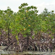 Mangrovia rossa rhizophora - rossa, (rhizophora