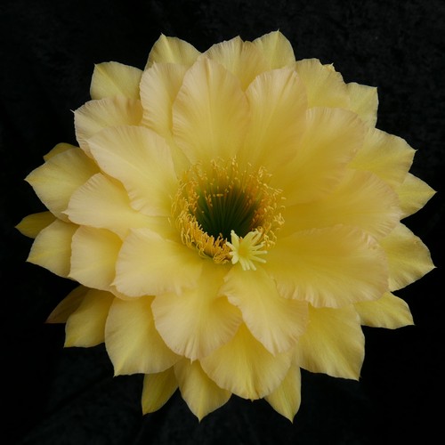 Cactus ibridi - ibridi, di