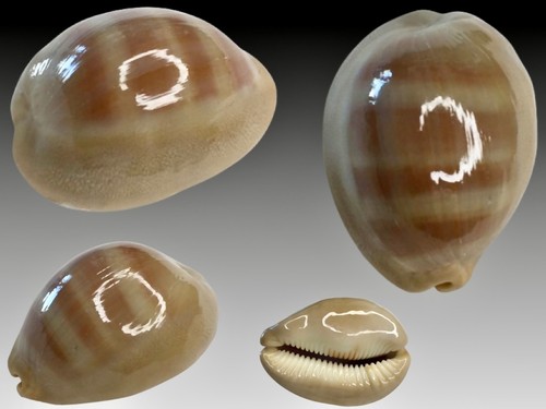 Cypraea sulcidentata oahu - sulcidentata,,