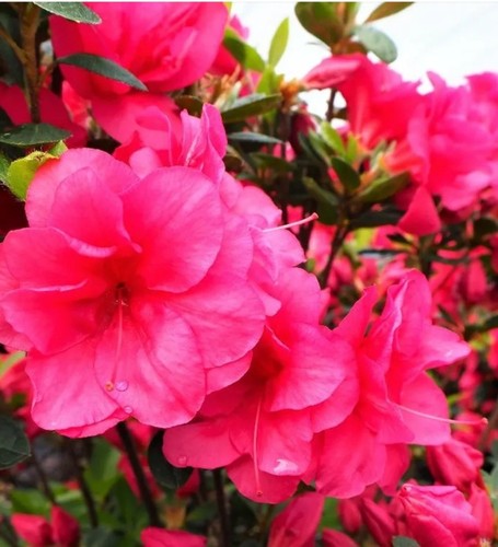 Azalea christina flowering - azalea,