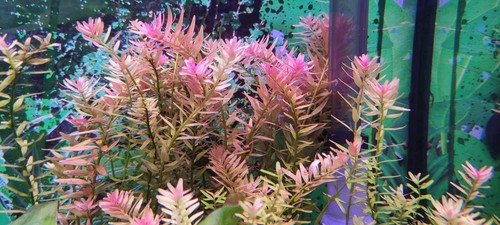 Rotala rotundifolia piante - rotala,