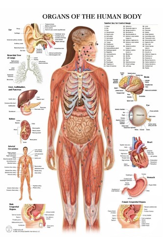Poster tabella scienze - poster,