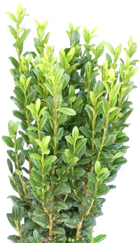 Lex colonna giapponese - colonna,