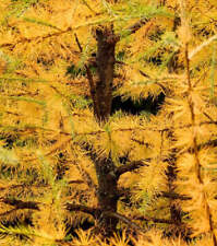 Larix laricina -  - Larice americano | Larice laricino