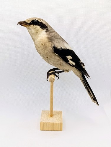 Taxidermy cabinet de - taxidermy,,