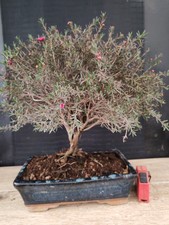 bonsai di leptospermum h 38 cm