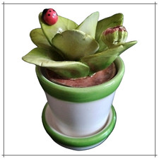 Cactus Piante grasse in