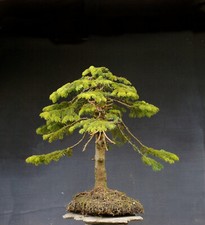Bonsai di Abete resistente