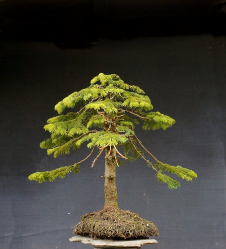 Bonsai abete resistente - bonsai,