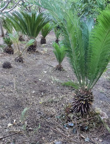 Cycas revoluta - cycas,