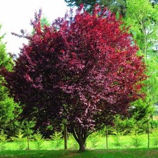 PRUNUS PISSARDI Ciliegio da