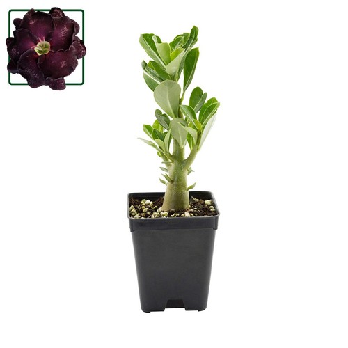Adenium obesum ebay 109 - obesum, ko