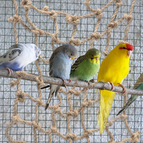 Rete corda arrampicata - ,