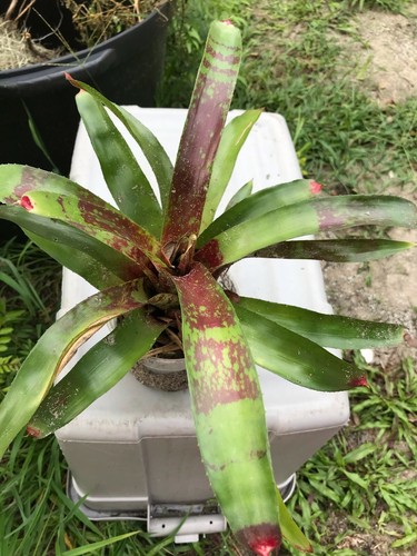 Bromelia neoregelia
