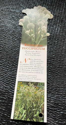 Eryngium yuccifolium flower - eryngium,