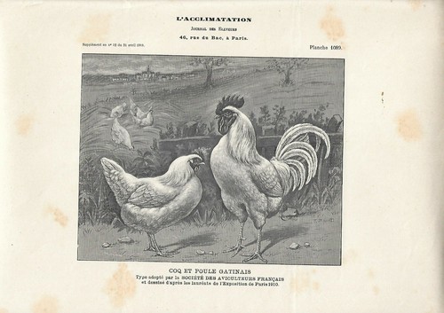 Stampa antica gallo - antica, e