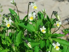 Matrigna viola arvensis - arvensis,