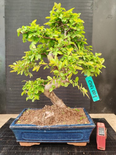 Bonsai olmo cinese 44 - bonsai,