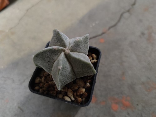 Cactus astrophytum myriostigma - cactus,