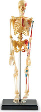 Modello Scheletro Anatomico