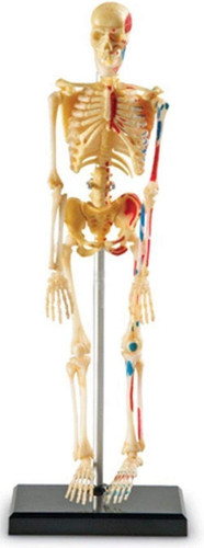 Modello scheletro anatomico - modello,