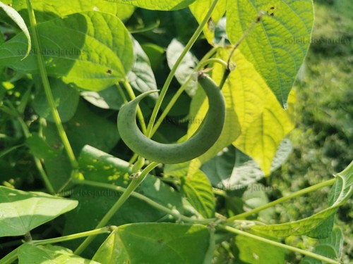 Lot graines de haricot - lot,