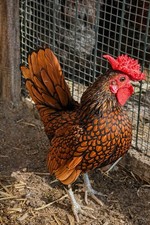 Uova feconde Sebright ORO orlo